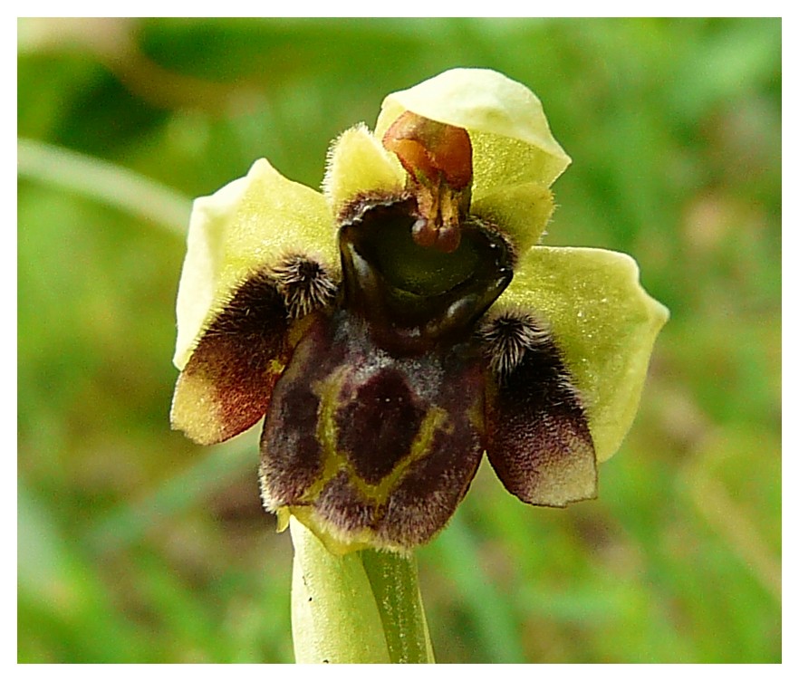 Ophrys bombyliflora